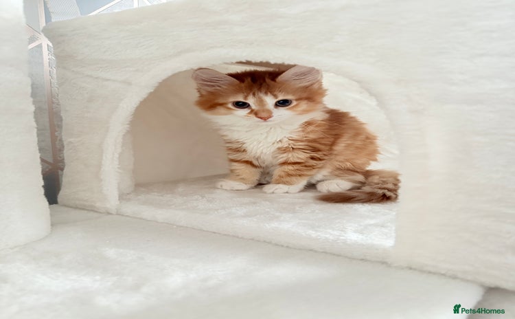 Mixed Breed cats - Advert 15