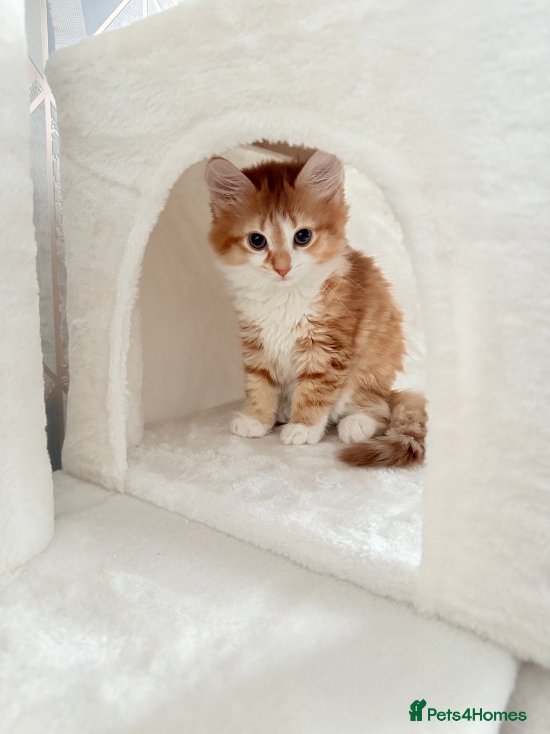 Mixed Breed cats for sale: Kitten and cat both available  - Image 1