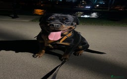 Rottweiler dogs for sale: X1 female rottweiler puppy left! 8 weeks old today in Evesham - Image 15