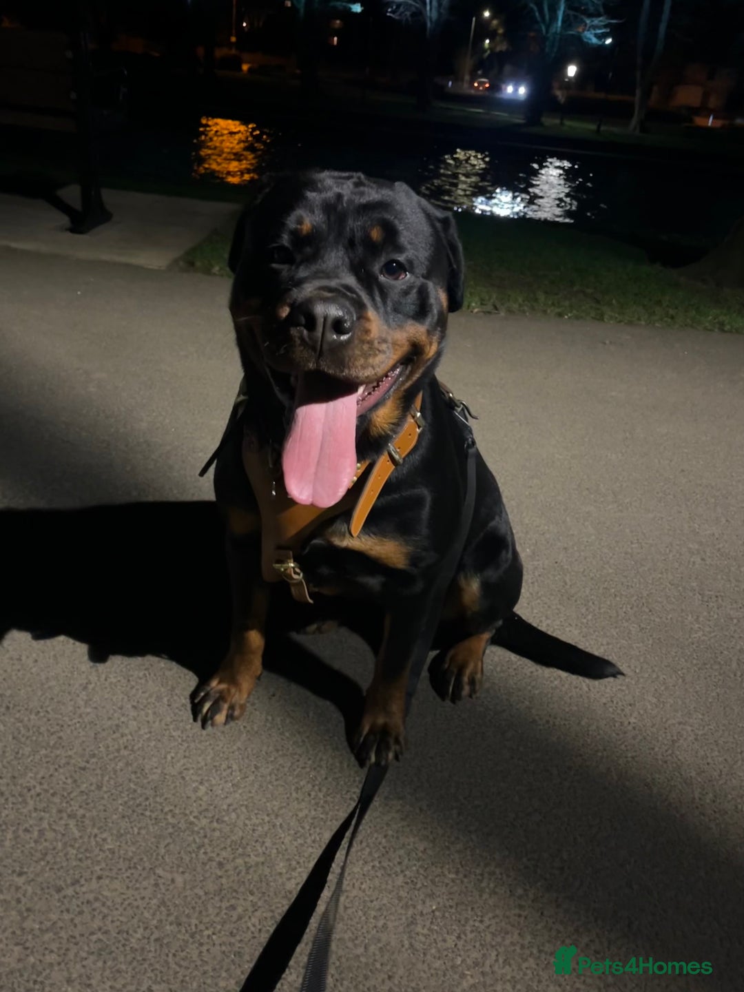 Rottweiler dogs for sale: X1 female rottweiler puppy left! 8 weeks old today in Evesham - Image 15