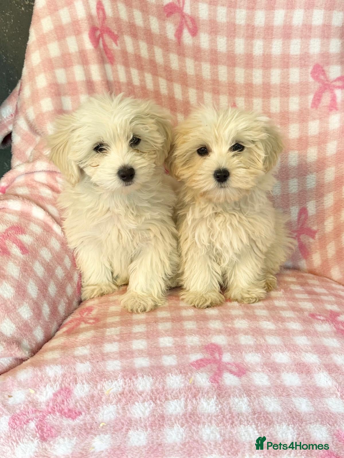 Mixed Breed dogs Cotonoodle pups ready now fully vaccinated  - Advert 4