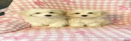 Mixed Breed dogs for sale: Cotonoodle pups ready now fully vaccinated  - Advert 6