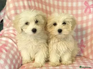 Mixed Breed dogs Cotonoodle pups ready now fully vaccinated - Advert 4