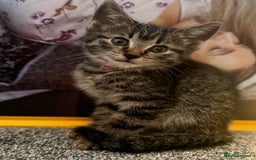 Mixed Breed cats for sale: Bengal cross male kitten 9 weeks old  - Advert 1