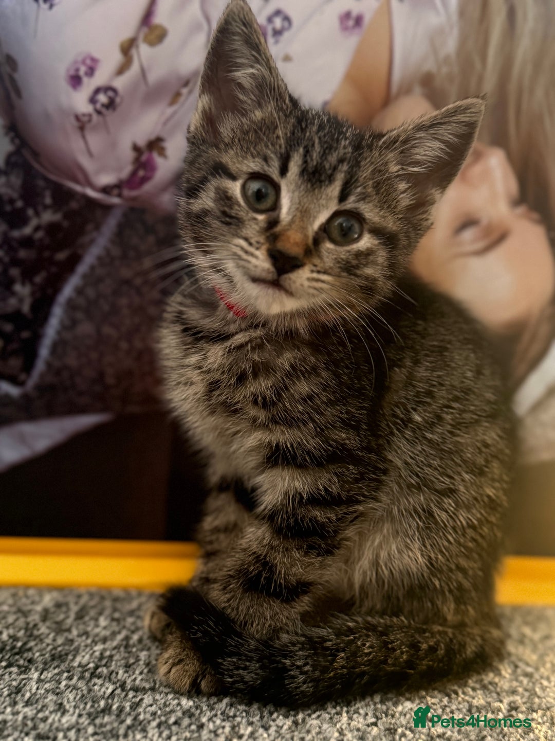 Mixed Breed cats for sale: Bengal cross male kitten 9 weeks old  - Advert 1