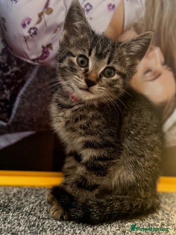 Mixed Breed cats Bengal cross male kitten 9 weeks old - Advert 2