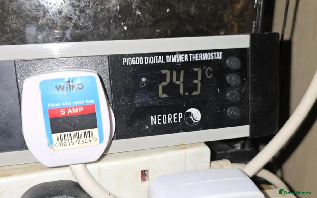 Gecko reptiles for sale: Mourning Geckos - Advert 6