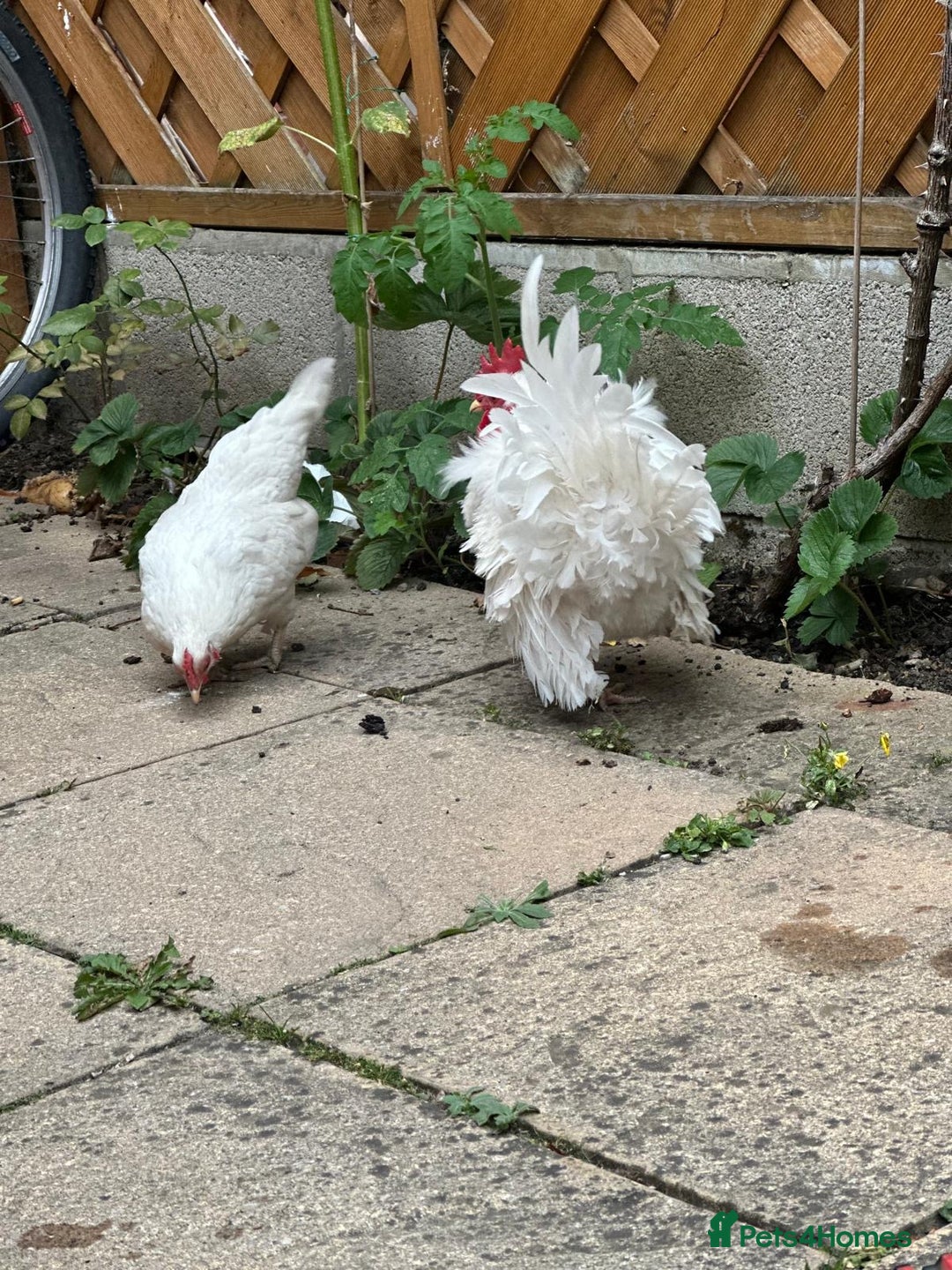 Chickens poultry for sale: White Frizzle Serama Bantam chicken Rooster - Advert 4