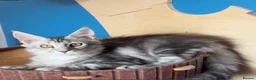 Maine Coon cats for sale: Polydactyl and non-polydactyl kittens  - Advert 5