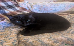 Mixed Breed cats for sale: Binxx - Image 6