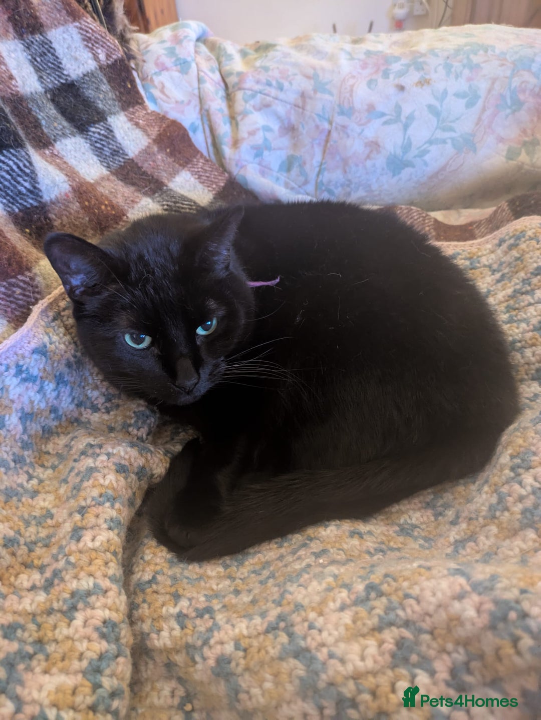 Mixed Breed cats for sale: Binxx - Image 6