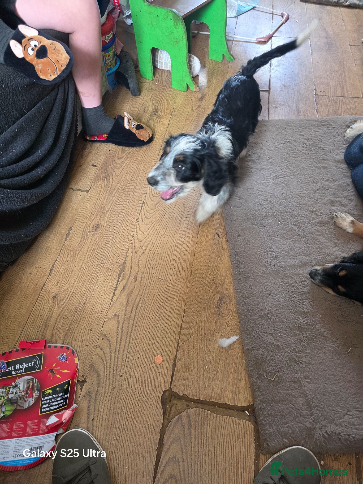 Mixed Breed dogs Borderpoo puppies - Advert 1