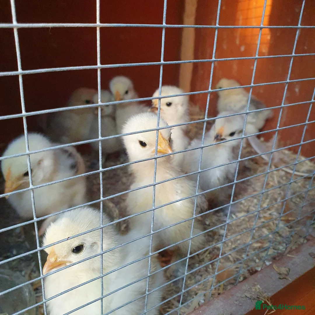 Chickens poultry for sale: Pekin x silkie chicks in Peterlee - Advert 2