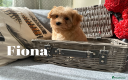 Yorkshire Terrier dogs for sale: Adorable Golddust Yorkshire Terrier Puppies - Image 26
