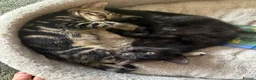 Mixed Breed cats for sale: Pair of bonded 11week old female Kittens - Advert 4