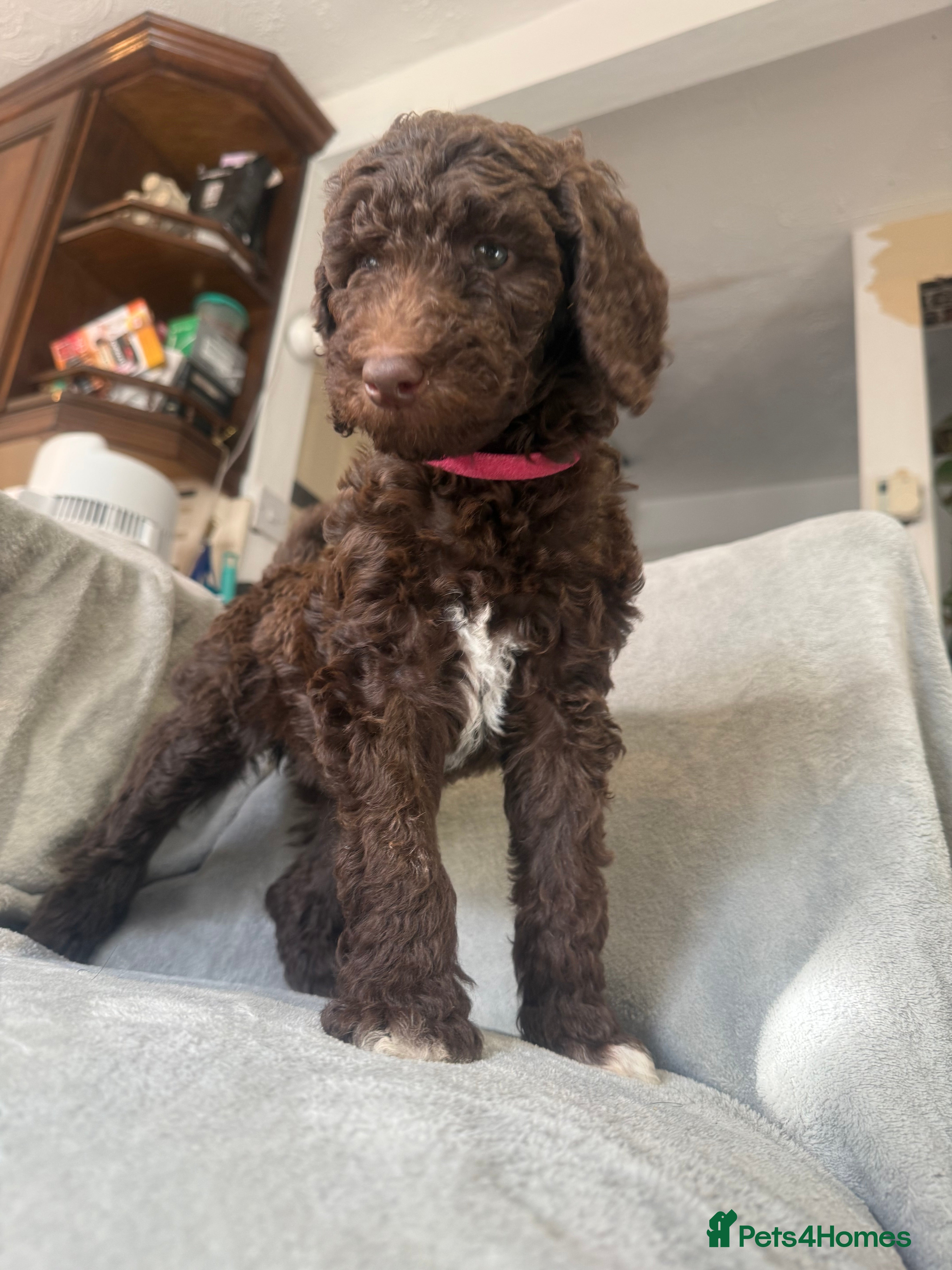 Standard Poodle dogs Standard poodle puppies  - Advert 12