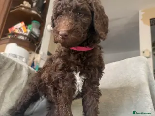 Standard Poodle dogs Standard poodle puppies - Advert 13