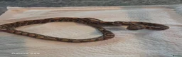 Boa Snake reptiles for sale: Brazilian rainbow boas in Basildon - Advert 4