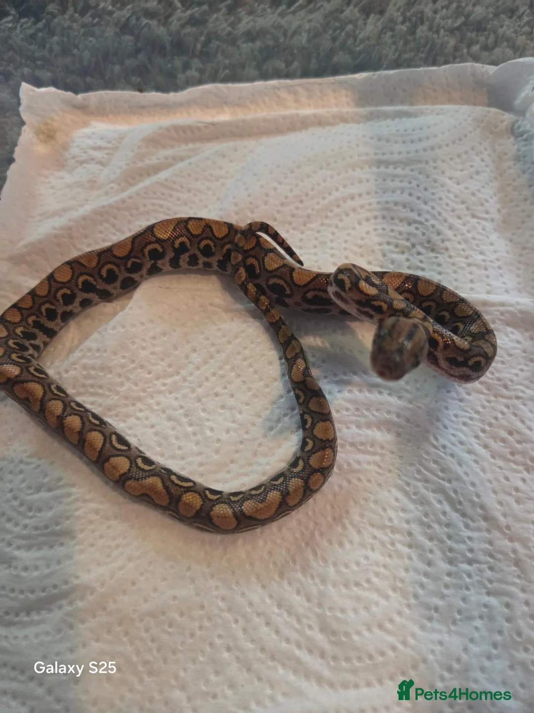 Boa Snake reptiles for sale: Brazilian rainbow boas in Basildon - Advert 4