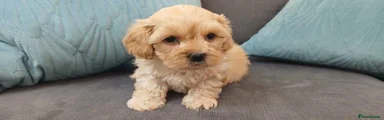 Maltipoo 2