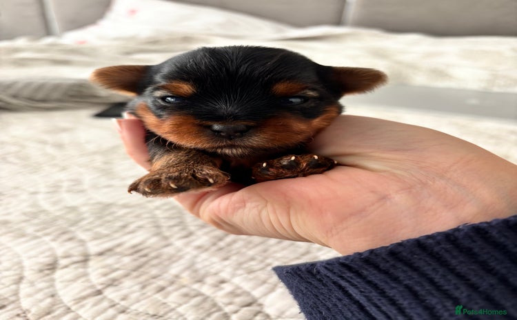 Yorkshire Terrier dogs - Advert 6