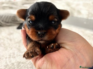 Yorkshire Terrier dogs - Advert 11