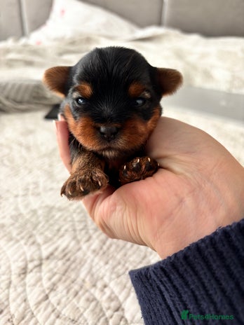 Yorkshire Terrier dogs - Advert 6