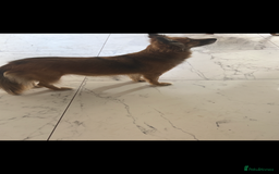 Mixed Breed dogs for sale: Adorable female is looking for new home - Image 8