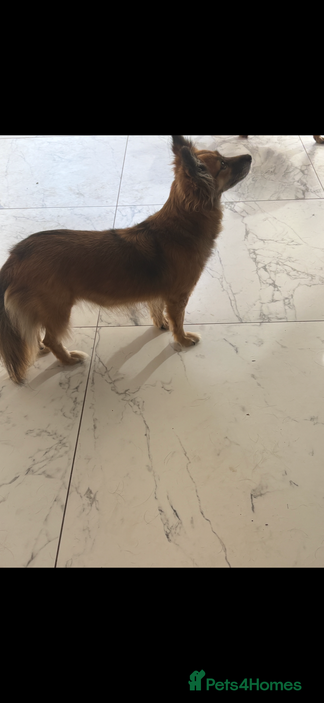 Mixed Breed dogs for sale: Adorable female is looking for new home - Image 8