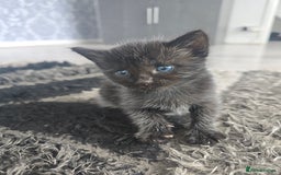 Mixed Breed cats for sale: 5 beautiful kittens - Image 5