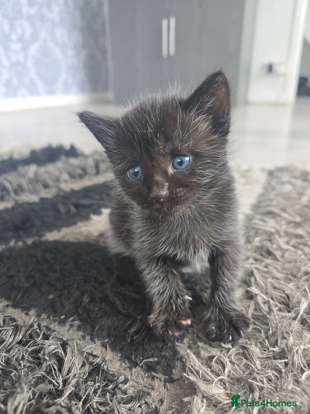 Mixed Breed cats for sale: 5 beautiful kittens - Image 5
