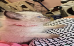 Ragdoll cats for sale: Beautiful Ragdolls Parents health tested 💖 - Image 10