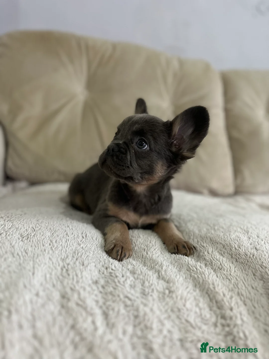 French Bulldog dogs for sale: *Full Fluffy KC Reg. Frenchie puppies* - Advert 4