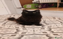 Maine Coon cats for sale: Maine coons  - Image 1
