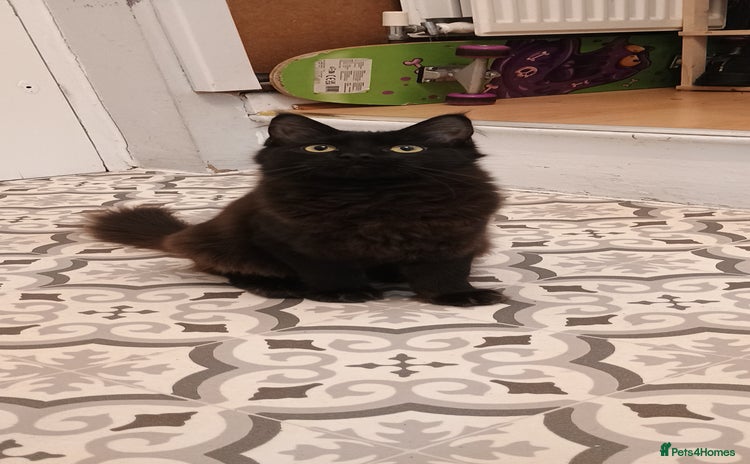 Maine Coon cats - Advert 7