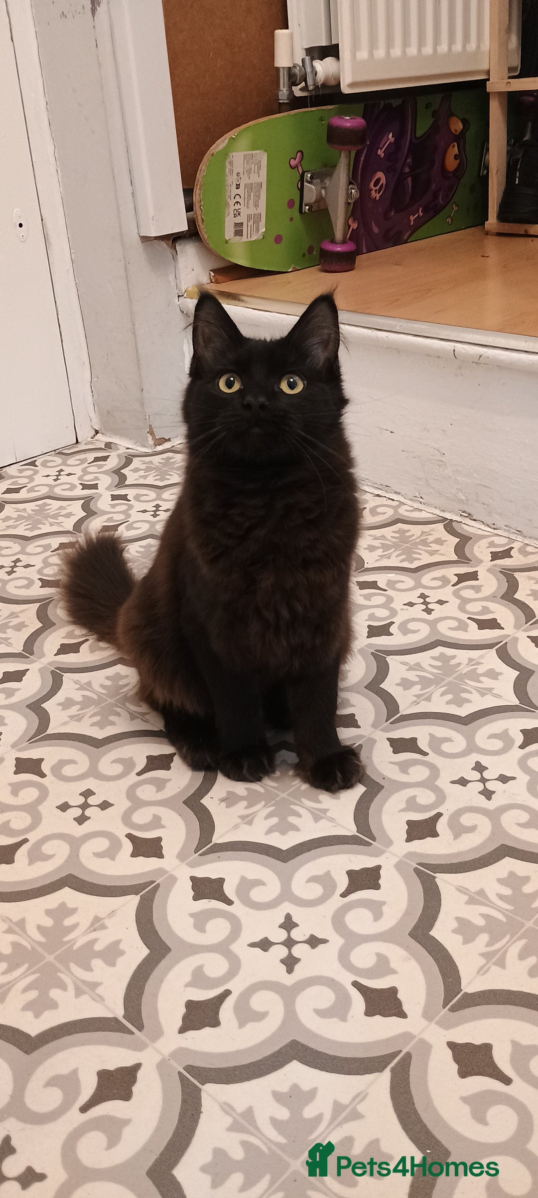Maine Coon cats for sale: Maine coons  - Image 1