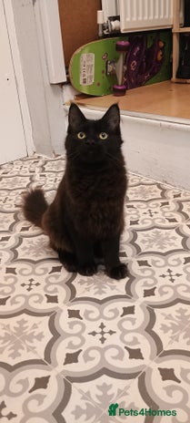 Maine Coon cats - Advert 15