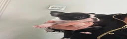 Boston Terrier dogs for sale: Kc reg Stunning full collar Boston terriers  - Advert 9