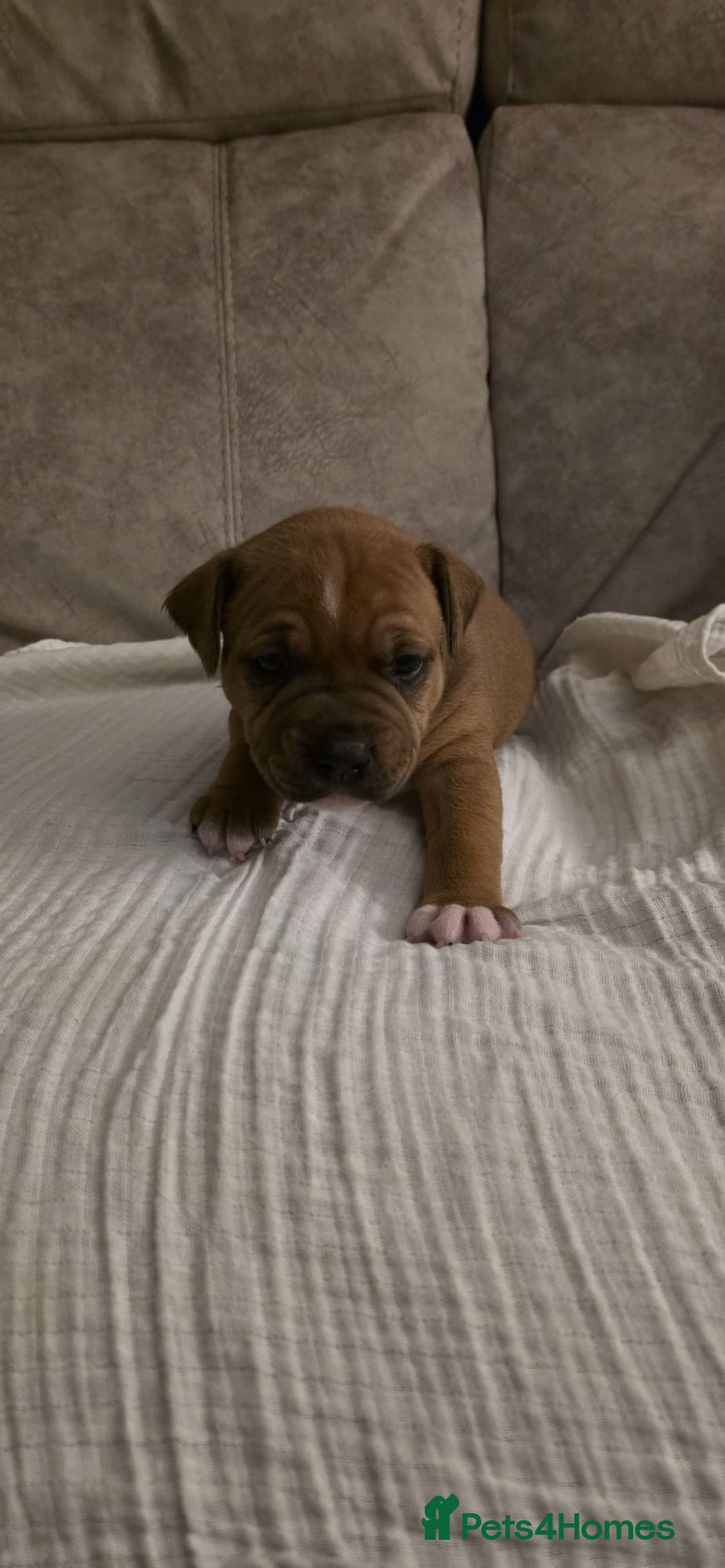 Staffordshire Bull Terrier dogs for sale: 3 Beautiful little staff boys - Image 15