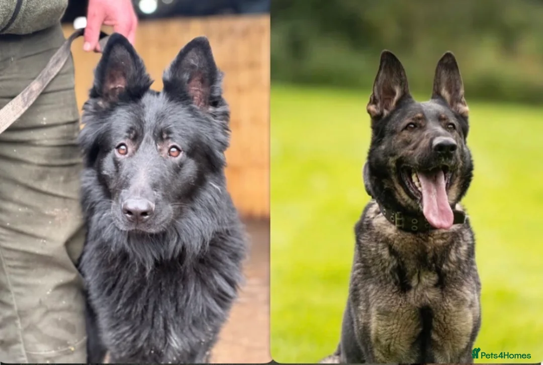 German Shepherd dogs for sale: EU pedigree Working line German Shepherd Puppies - Advert 1