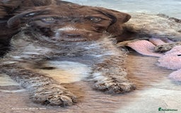 Mixed Breed dogs for sale: Poodle/pointer pups in Cumnock - Image 5