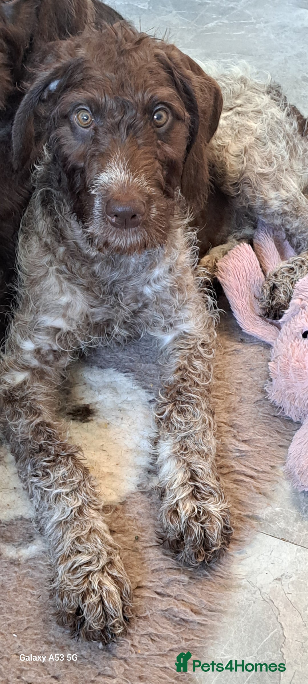 Mixed Breed dogs for sale: Poodle/pointer pups in Cumnock - Image 5