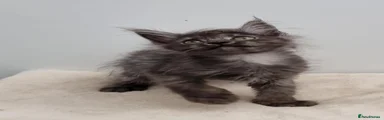 Smoke female
