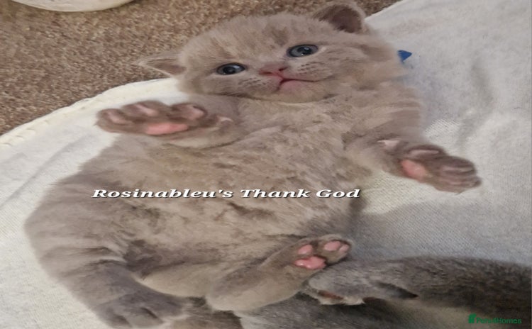 British Shorthair cats  Gccf British shorthair kittens champion lines 🏆 - Advert 3