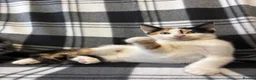 Mixed Breed cats for sale: 5 Gorgeous Kittens - Advert 15