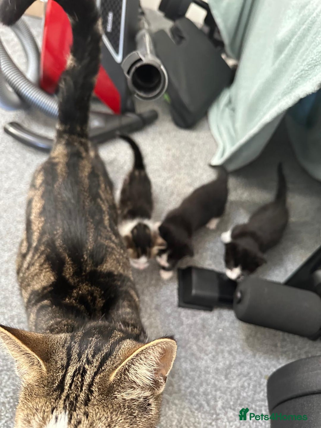 Domestic Shorthair cats for sale: beautiful tabby and black and white kittens - Image 23