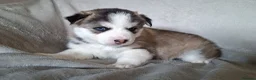 Pomsky dogs for sale: Stunning Pomsky Puppies  - Advert 27