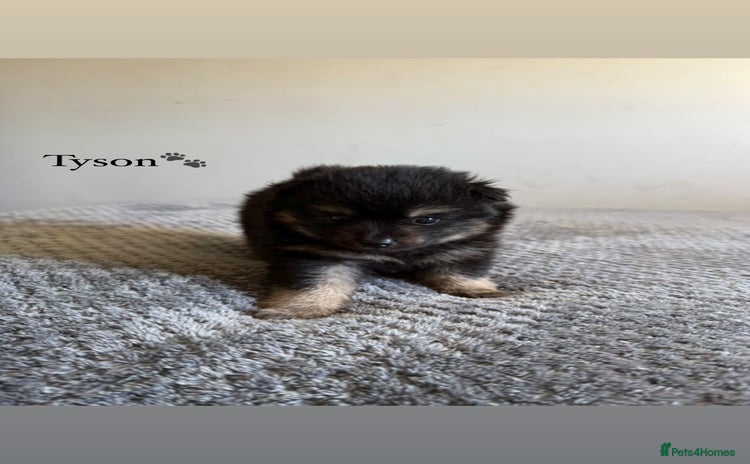 Pomeranian dogs - Advert 1