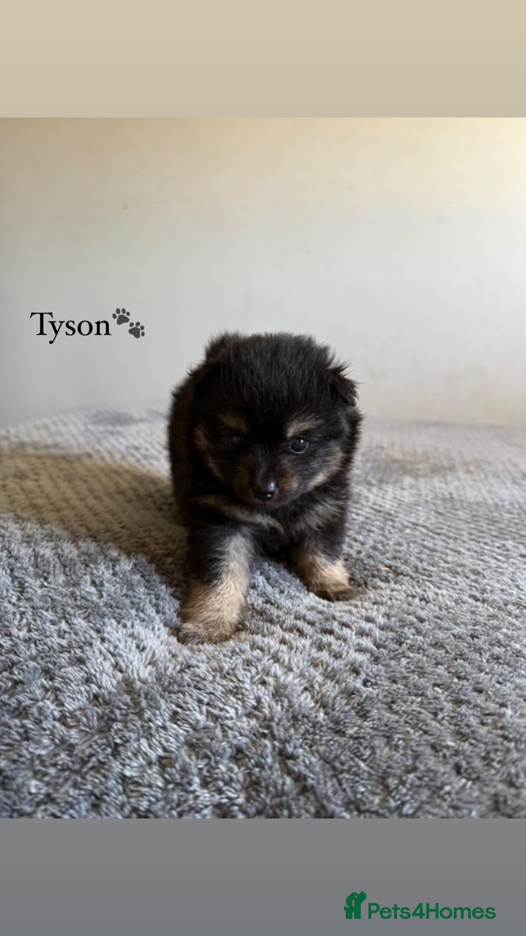 Pomeranian dogs for sale: Fox Face Pomeranians - Ready 1st August - Image 1