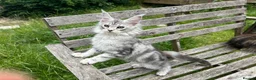 Maine Coon cats for sale: Adorable Maine Coon Kittens - Advert 3